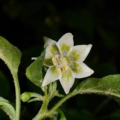 C.baccatum