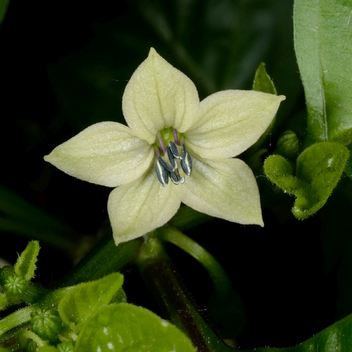 C.chinense