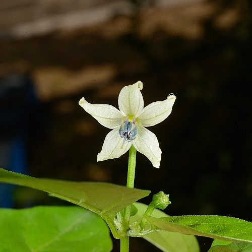 C.frutescens