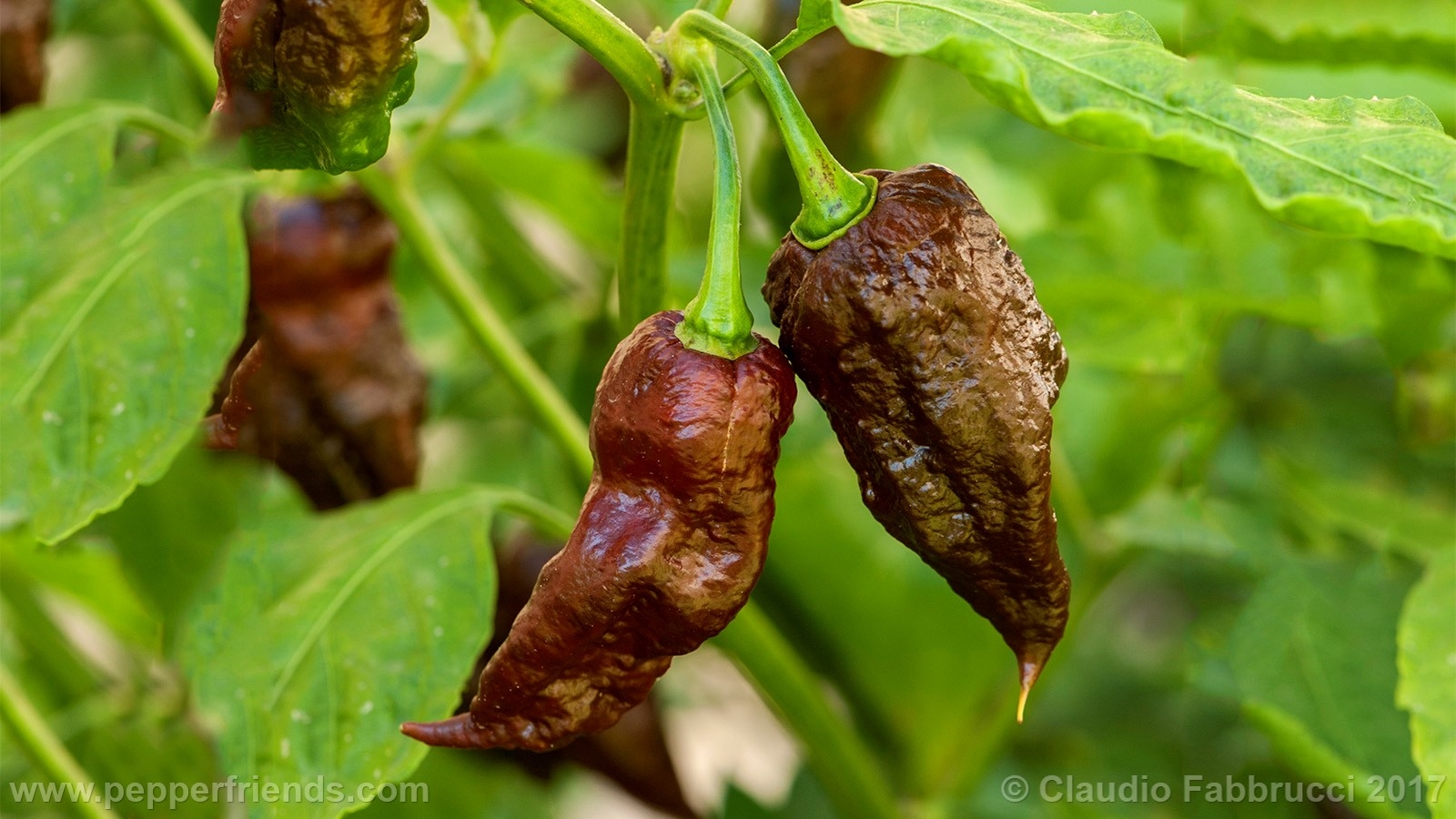 Bhut Jolokia chocolate
