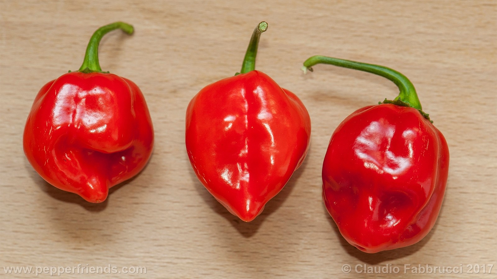 Caribbean Red
