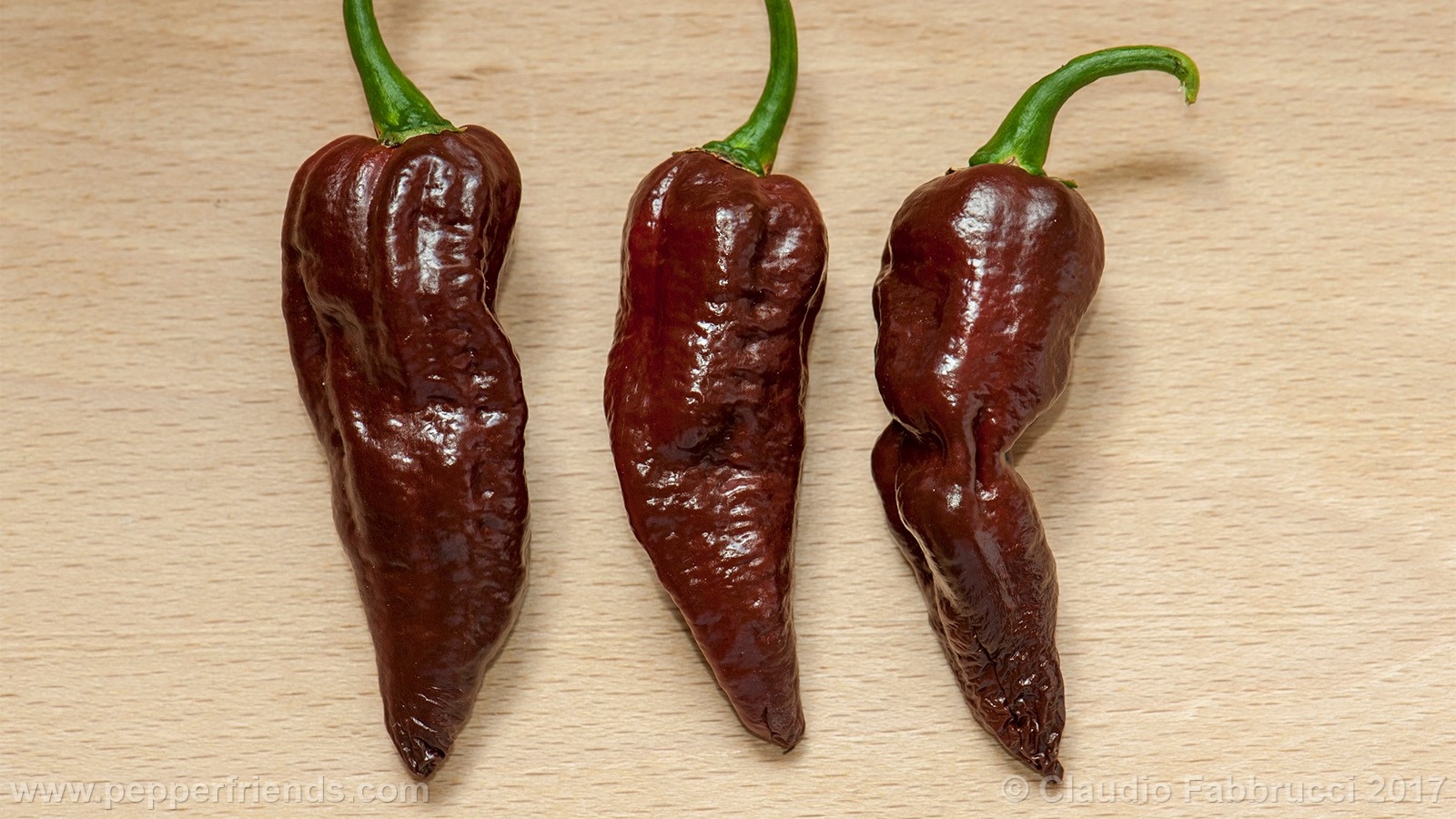 Habolokia