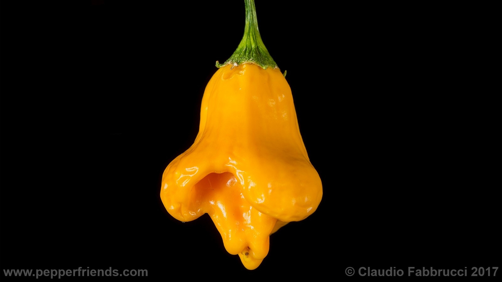 Rocotillo Giallo