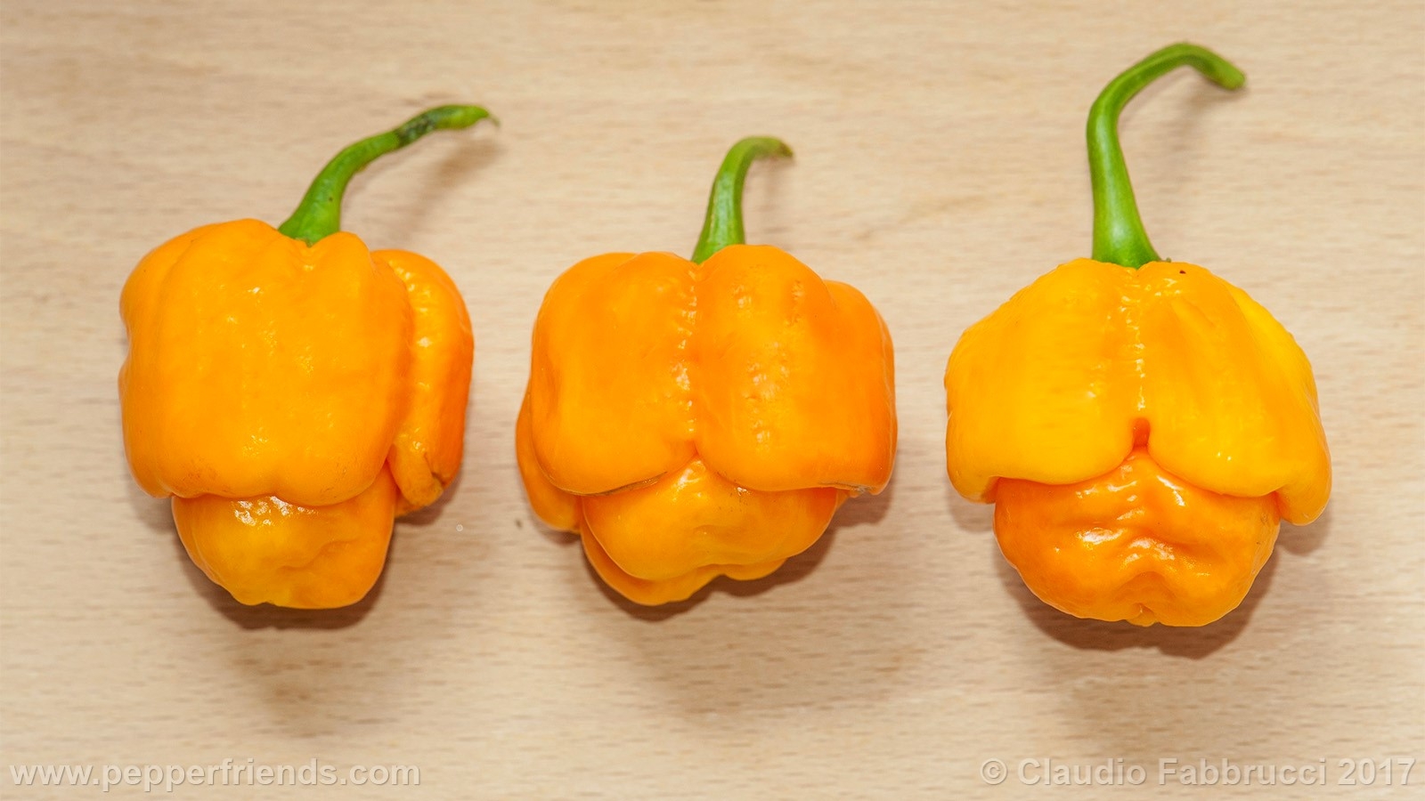 Seven Pod Yellow