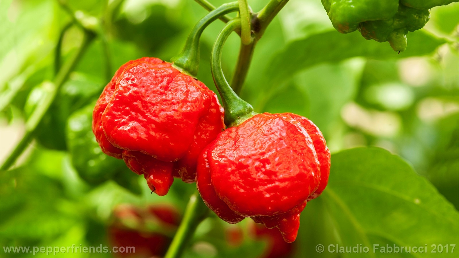Trinidad Scorpion K