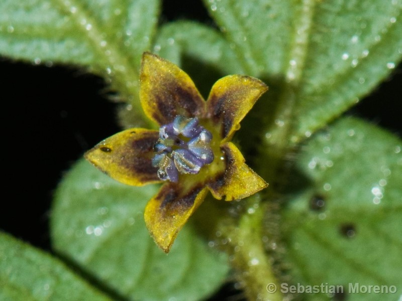 Capsicum dimorphum (Miers) Kuntze