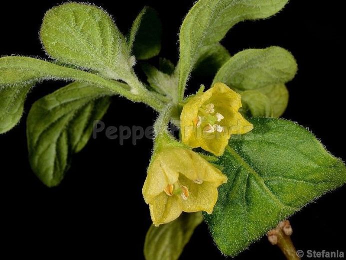 Capsicum rhomboideum (Dunal) Kuntze