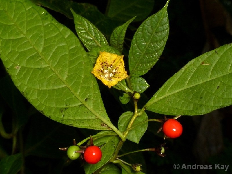 Capsicum geminifolium (Dammer) Hunz.