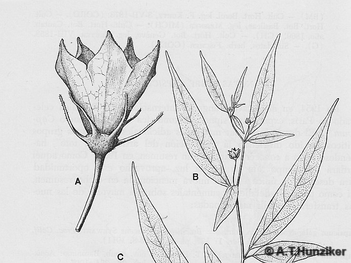 Capsicum scolnikianum Hunz.