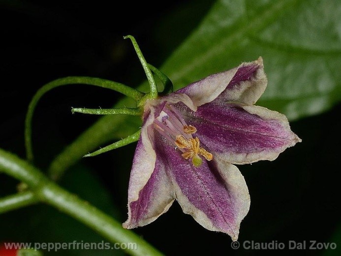 Capsicum lanceolatum (Greenm.) Morton & Standley