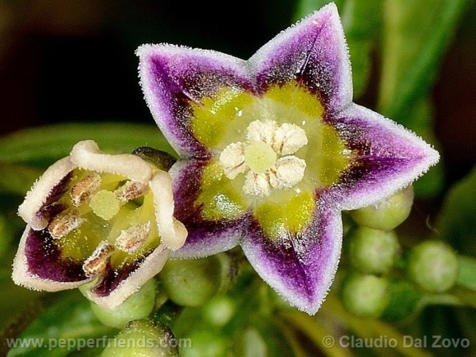 Capsicum caatingae Barboza & Agra