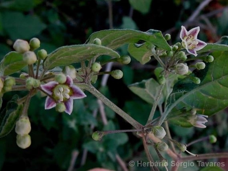 Capsicum parvifolium Sendtn.