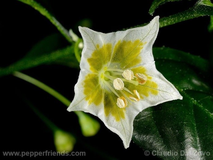 Capsicum flexuosum Sendtn.