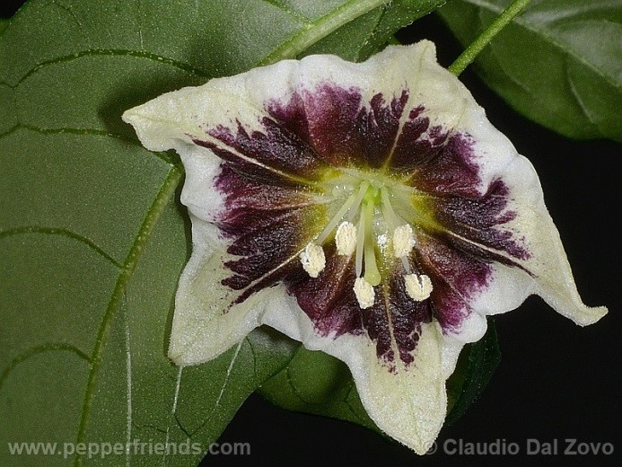 Capsicum aff. flexuosum