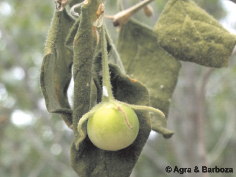 Capsicum longidentatum Agra & Barboza