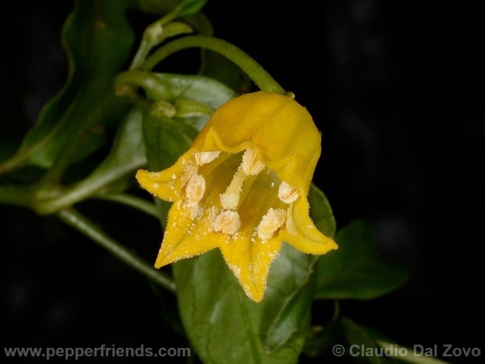 Capsicum caballeroi Nee