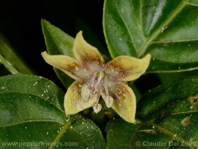 Capsicum coccineum (Rusby) Hunz.