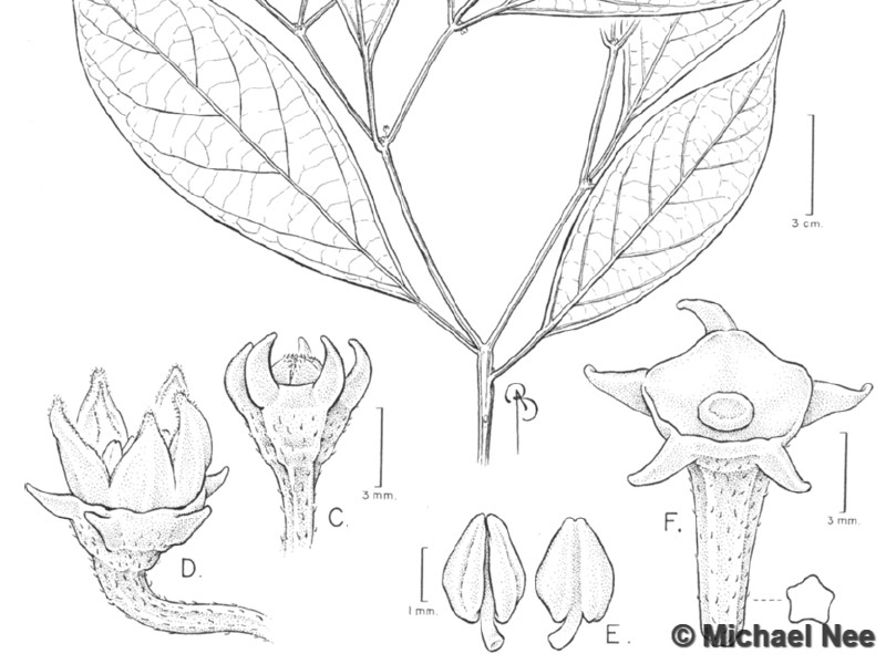 Capsicum ceratocalyx Nee