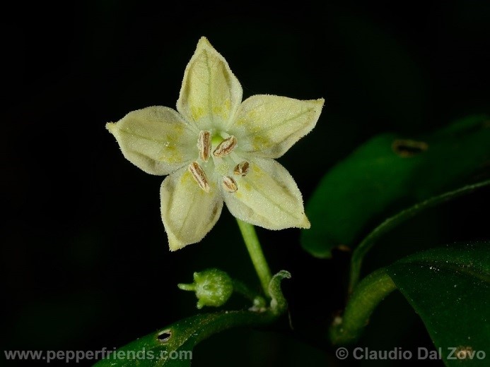 Capsicum minutiflorum (Rusby) Hunz.