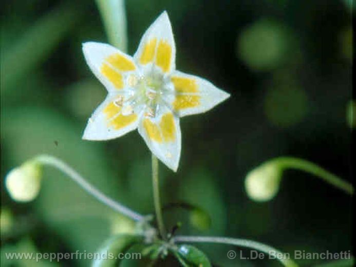 Capsicum campylopodium Sendtn.