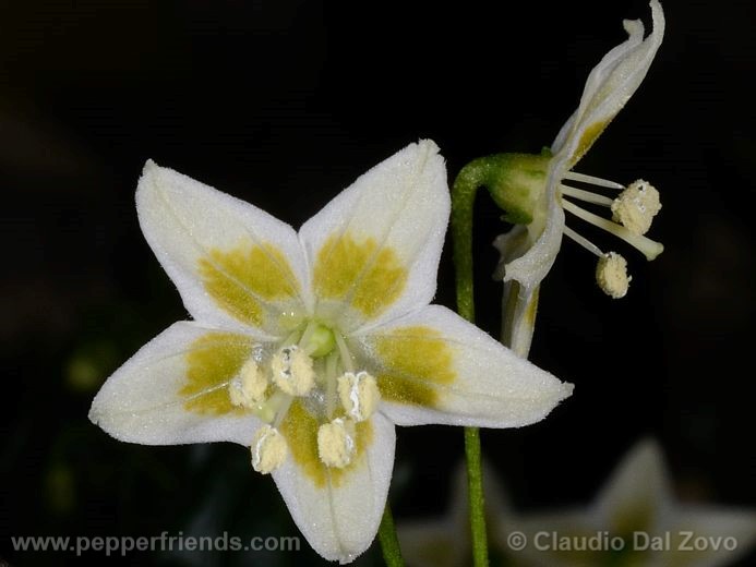 Capsicum recurvatum Witas.
