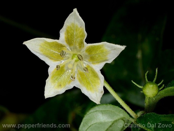 Capsicum cornutum (Hiern) Hunz.