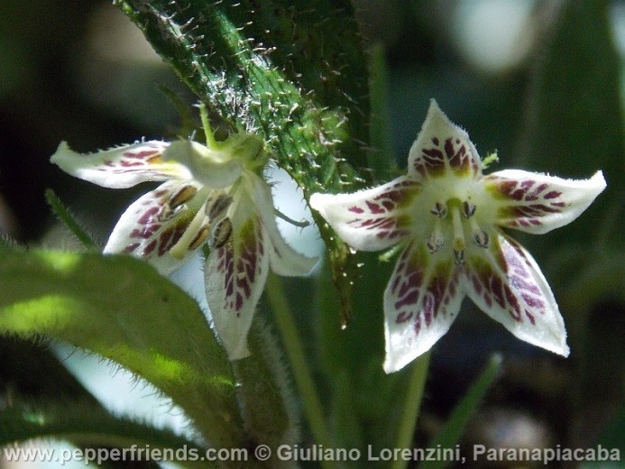 Capsicum dusenii Bitter