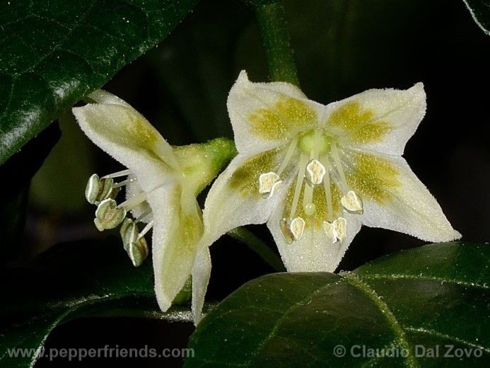 Capsicum schottianum Sendtn.