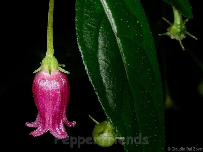 Capsicum friburgense Bianchetti & Barboza