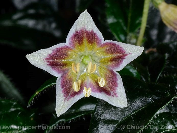Capsicum villosum Sendtn. var. villosum