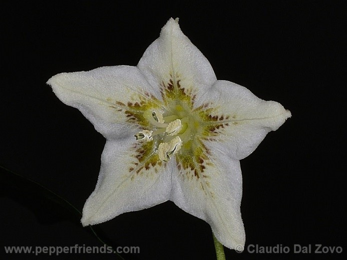 Capsicum hunzikerianum Barboza & Bianchetti