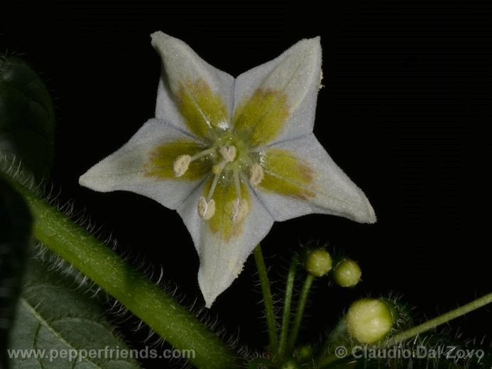 Capsicum villosum Sendtn. var. muticum Sendtn.