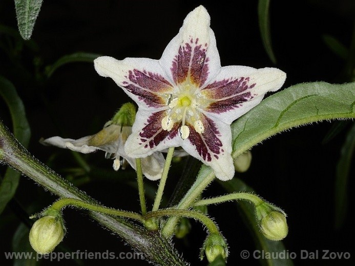 Capsicum carassense Barboza & Bianchetti