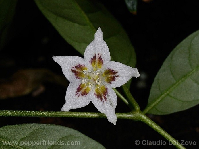 Capsicum pereirae Barboza & Bianchetti