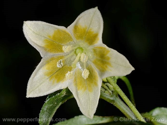 Capsicum sp. nov. (GEB & CCG 3637)