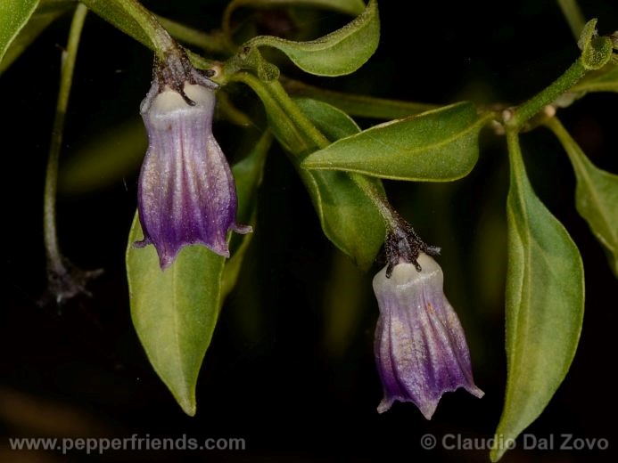 Capsicum cardenasii Heiser & Smith