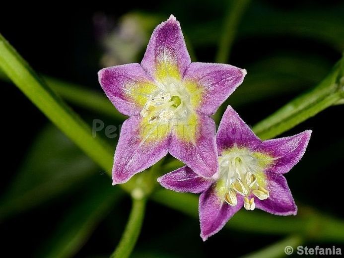 Capsicum eximium Hunz.