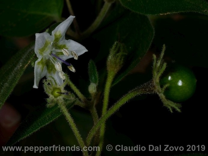 Capsicum eshbaughii Barboza