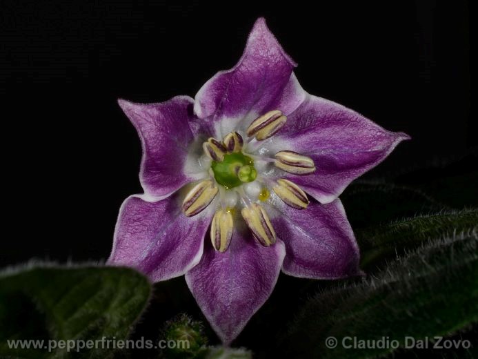 Capsicum pubescens Ruiz & Pav.