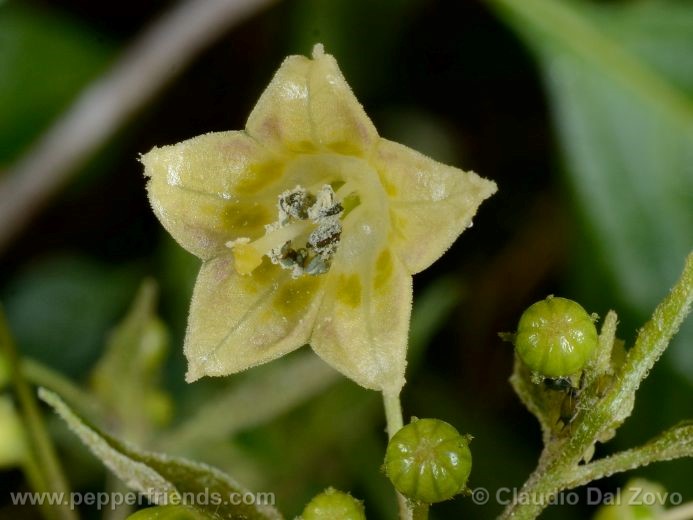 Capsicum tovarii Eshbaugh, Smith & Nickrent