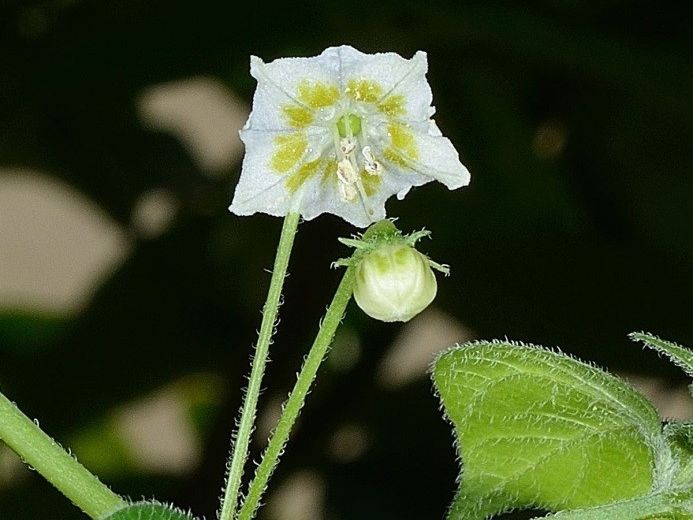Capsicum baccatum L. var. baccatum