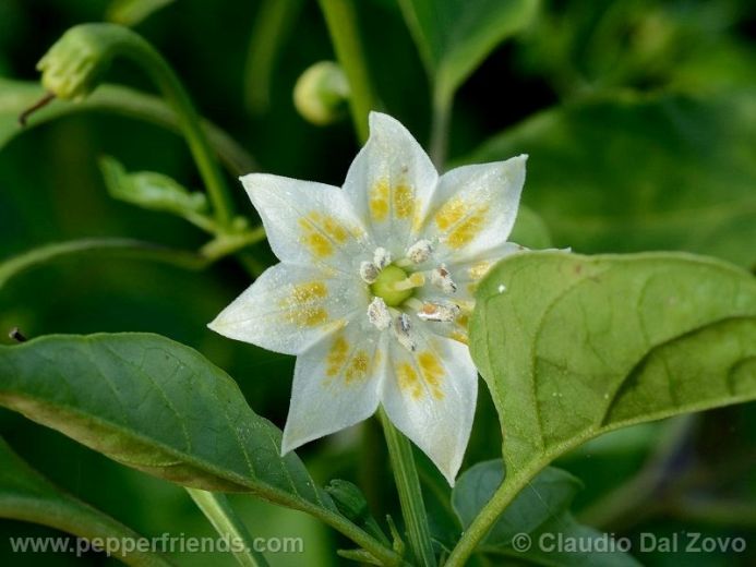 Capsicum baccatum L. var. pendulum (Willd.) Eshbaugh