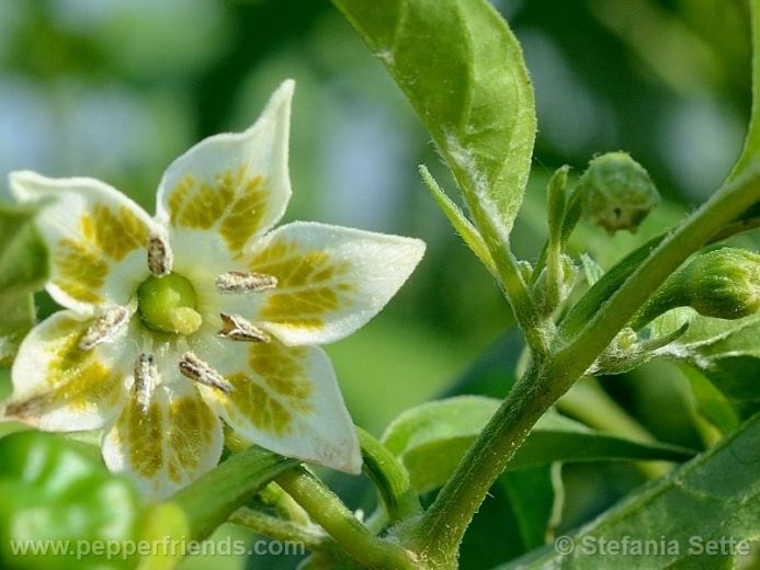 Capsicum baccatum L. var. umbilicatum (Vell.) Hunz. & Barboza