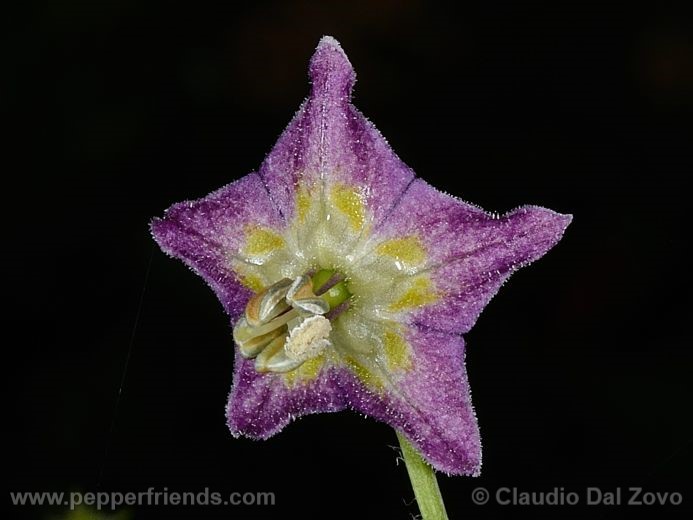 Capsicum praetermissum Heiser & P. G. Smith