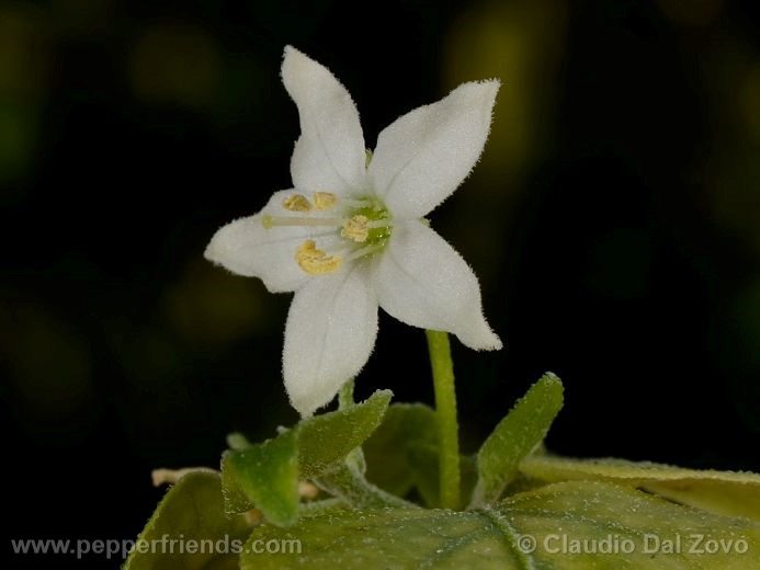 Capsicum chacoense Hunz.
