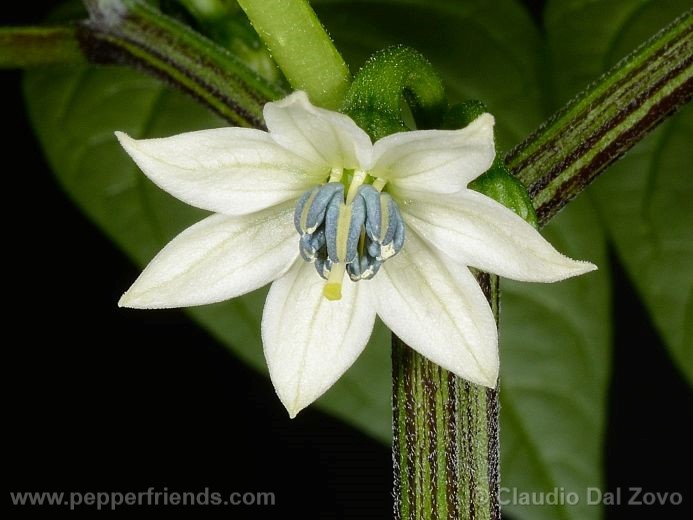 Capsicum annuum L.