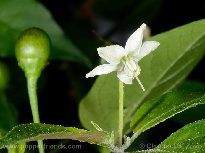 Capsicum annuum L. var. glabriusculum (Dunal) Heiser & Pickersgill