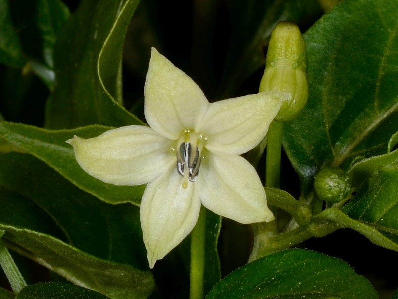 Capsicum frutescens L.