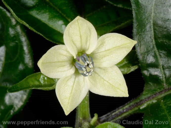 Capsicum chinense Jacq.