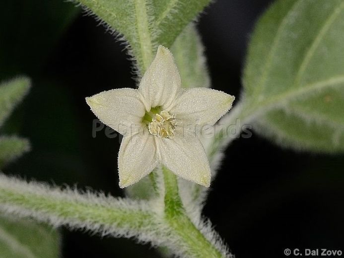 Capsicum galapagoense Hunz.